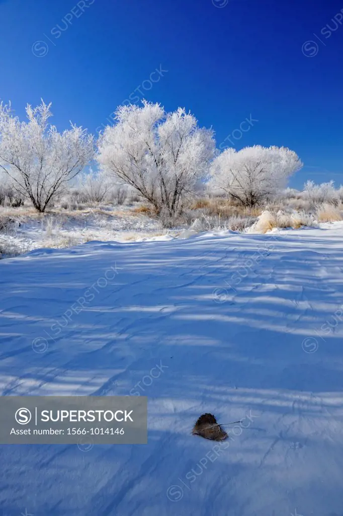 Frosted cottonwoods, shadows and fallen cottonwood leaf, Bosque del Apache NWR, New Mexico, USA