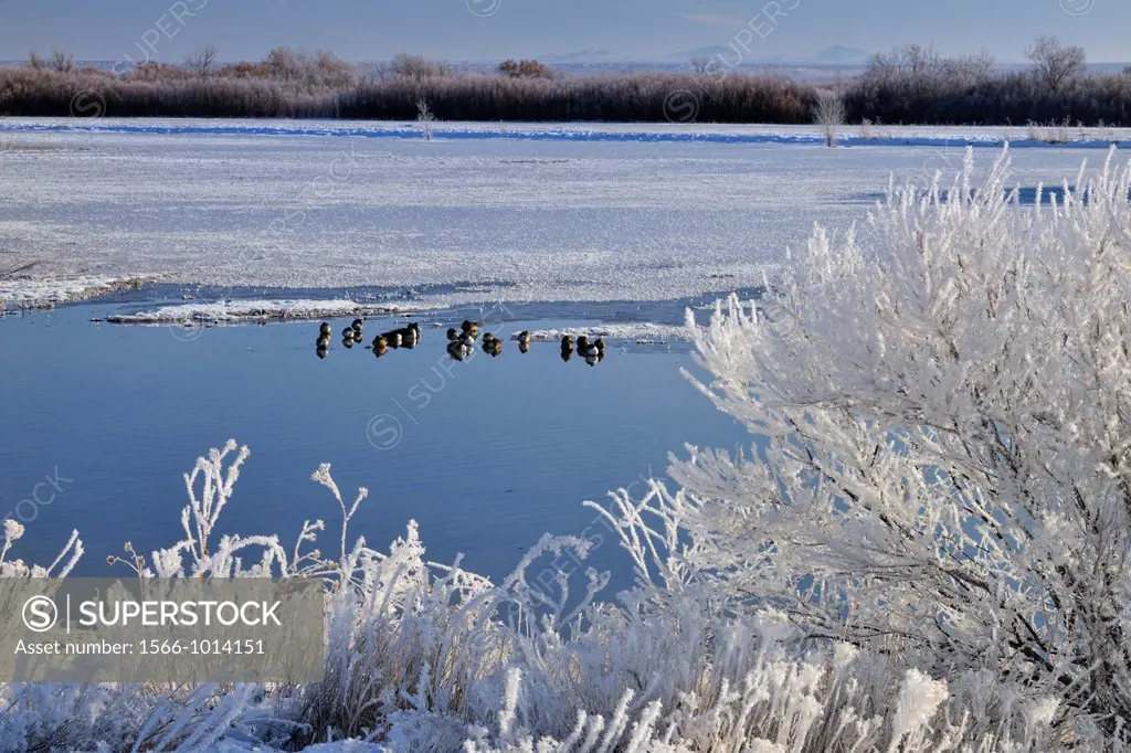 Winter frosts around a duck pond, Bosque del Apache NWR, New Mexico, USA