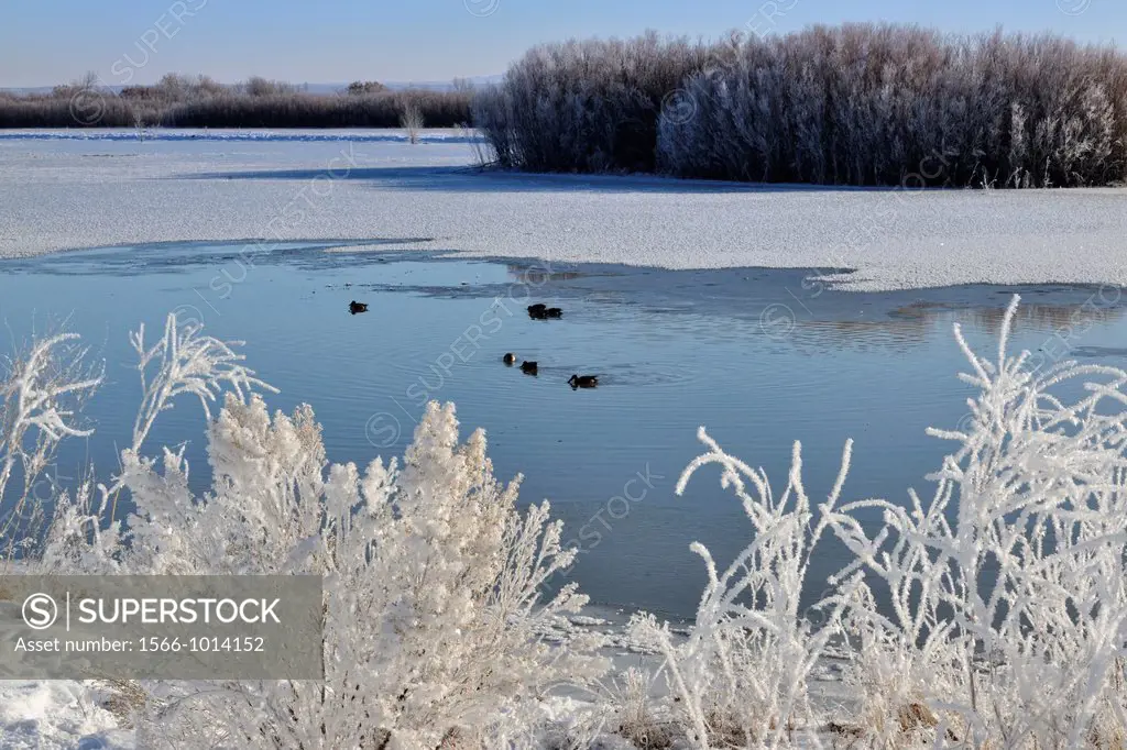 Winter frosts around a duck pond, Bosque del Apache NWR, New Mexico, USA