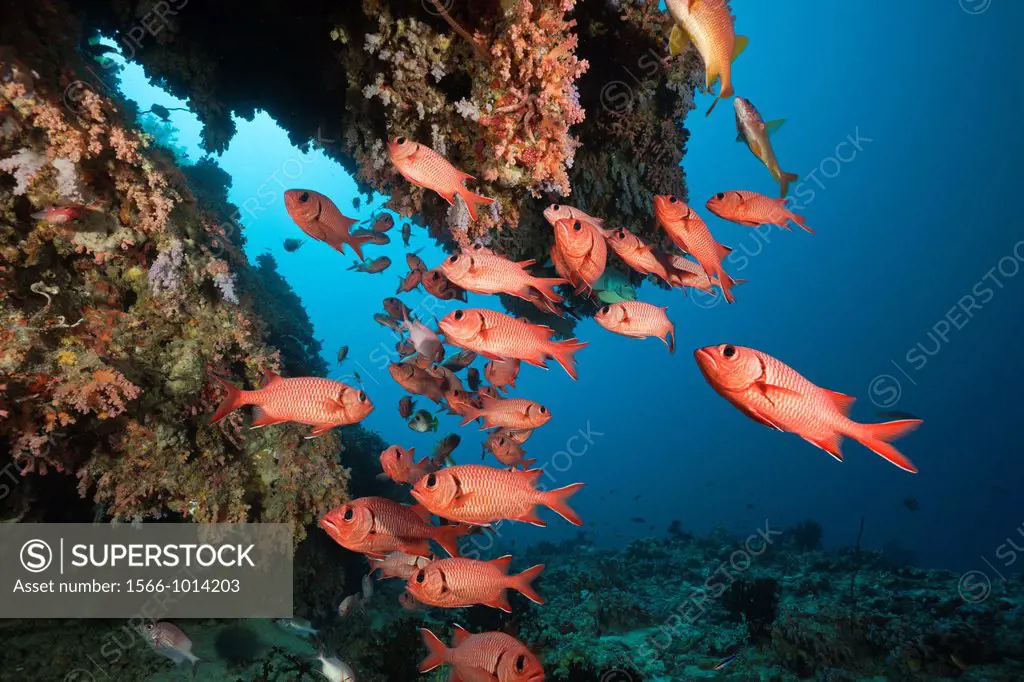 Soldierfishes in Coral Reef, Mypristis sp , Baa Atoll, Indian Ocean, Maldives