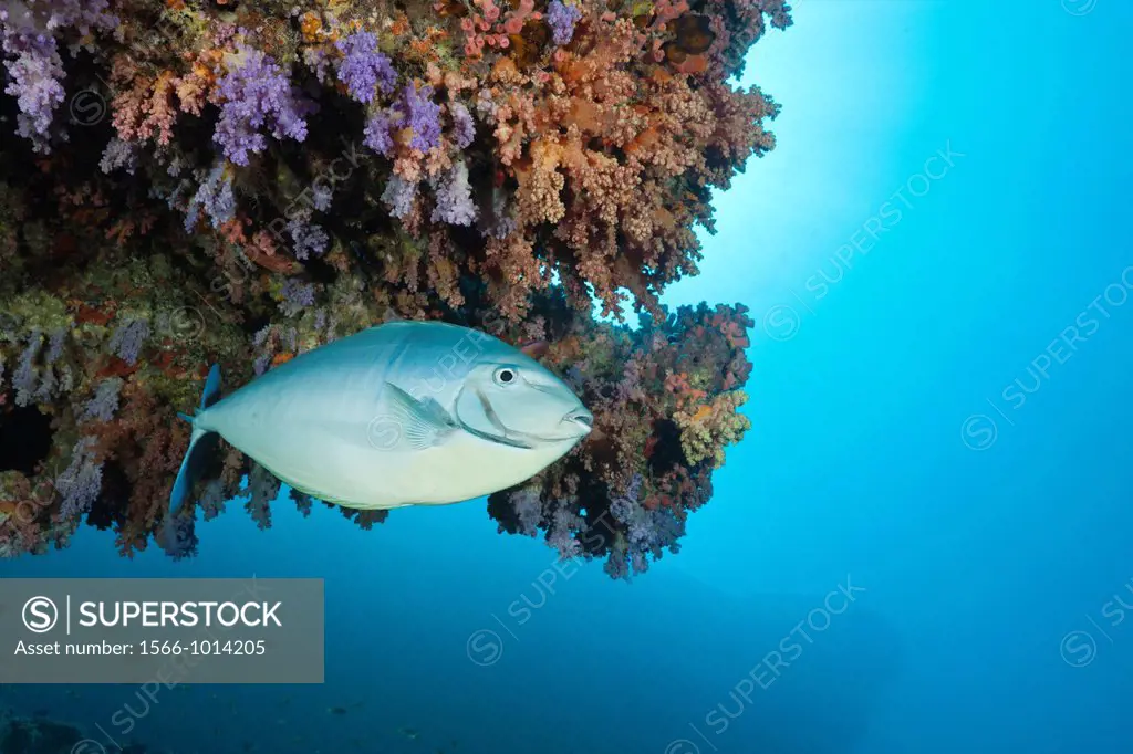 Sleek Unicornfish, Naso hexacanthus, Baa Atoll, Indian Ocean, Maldives