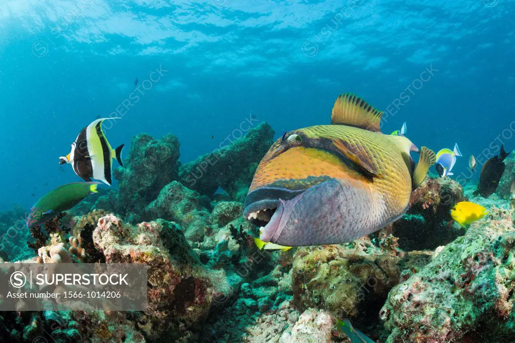 Moustache Triggerfish, Balistoides viridescens, Baa Atoll, Indian Ocean, Maldives