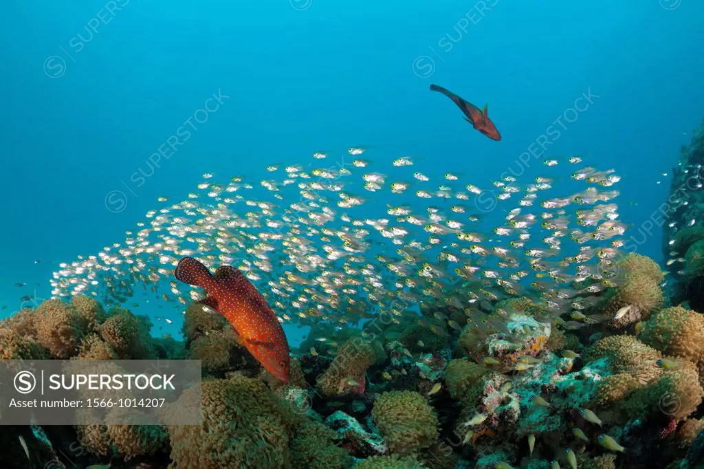 Shoal of Pygmy Sweepers and Coral Grouper, Parapriacanthus ransonneti, Cephalopholis miniata, Baa Atoll, Indian Ocean, Maldives
