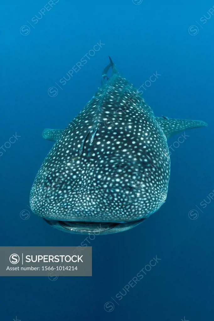 Whale Shark, Rhincodon typus, North Male Atoll, Indian Ocean, Maldives