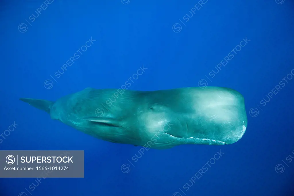 Sperm Whale, Physeter macrocephalus, Caribbean Sea, Dominica