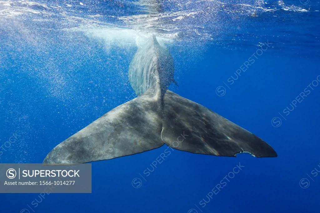 Sperm Whale Tail, Physeter macrocephalus, Caribbean Sea, Dominica