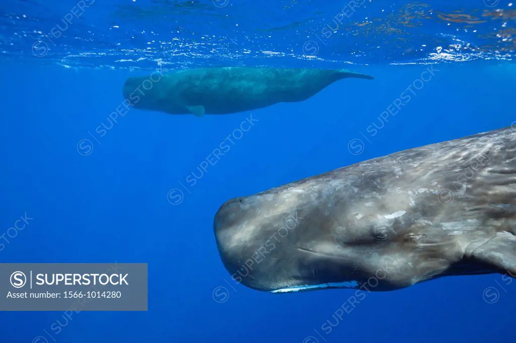 Sperm Whale, Physeter macrocephalus, Caribbean Sea, Dominica