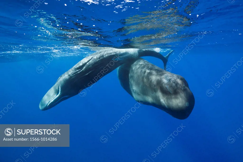Social bahavior of Sperm Whale, Physeter macrocephalus, Caribbean Sea, Dominica