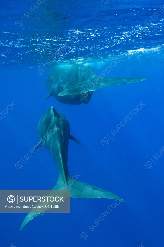 Social bahavior of Sperm Whale, Physeter macrocephalus, Caribbean Sea, Dominica