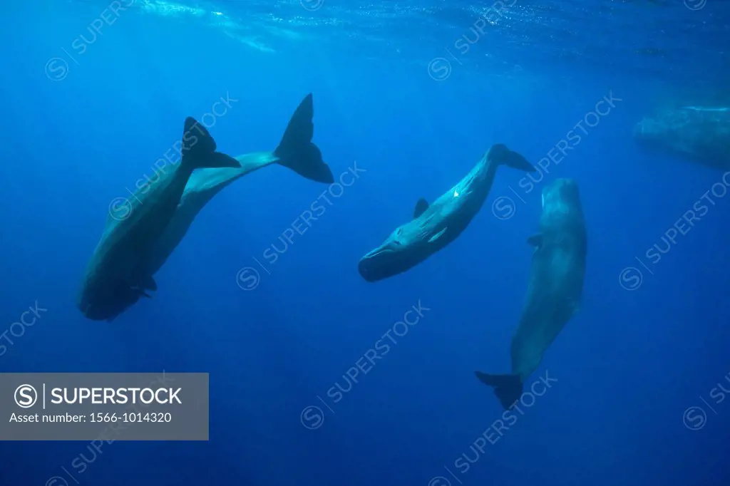 Social bahavior of Sperm Whale, Physeter macrocephalus, Caribbean Sea, Dominica