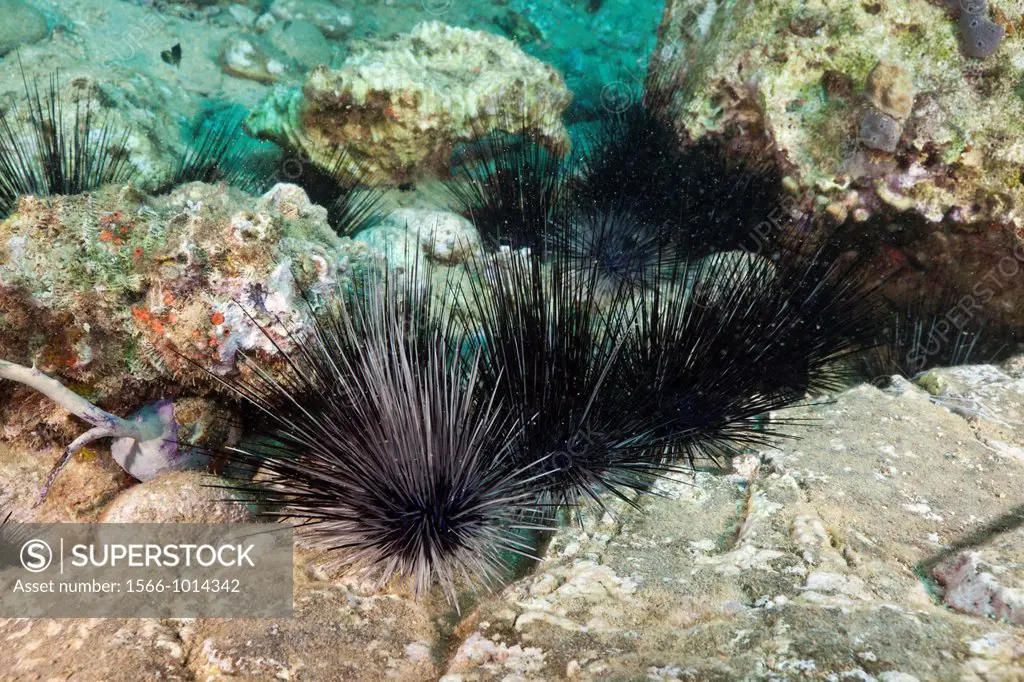 Longspined Sea Urchins between Rocks, Diadema antillarum, Caribbean Sea, Dominica