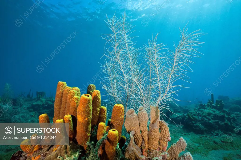 Yellow Tube Sponges in Coral Reef, Aplysina fistularis, Caribbean Sea, Dominica
