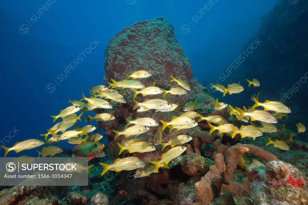 Shoal of Smallmouth Grunts, Haemulon chryargyreum, Caribbean Sea, Dominica