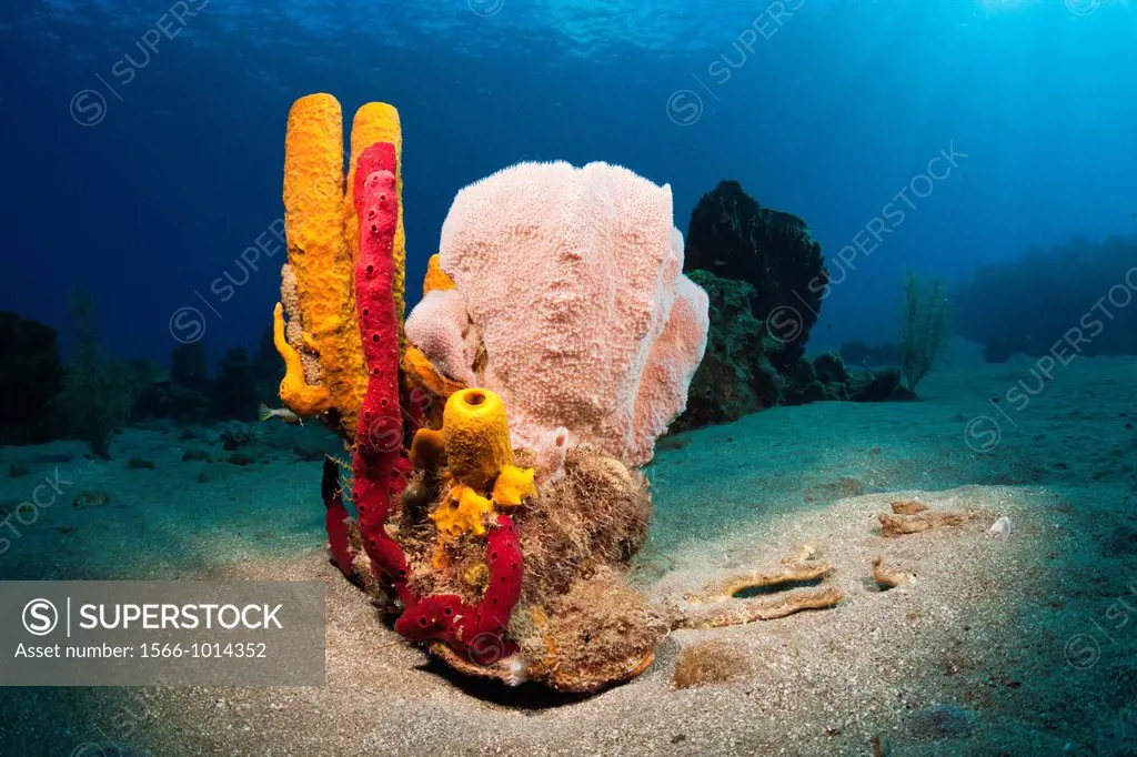 Caribbean Coral Reef, Caribbean Sea, Dominica