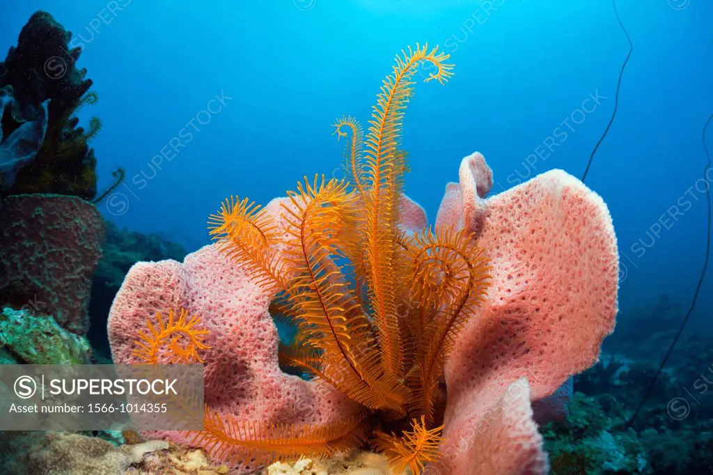 Caribbean Coral Reef, Caribbean Sea, Dominica