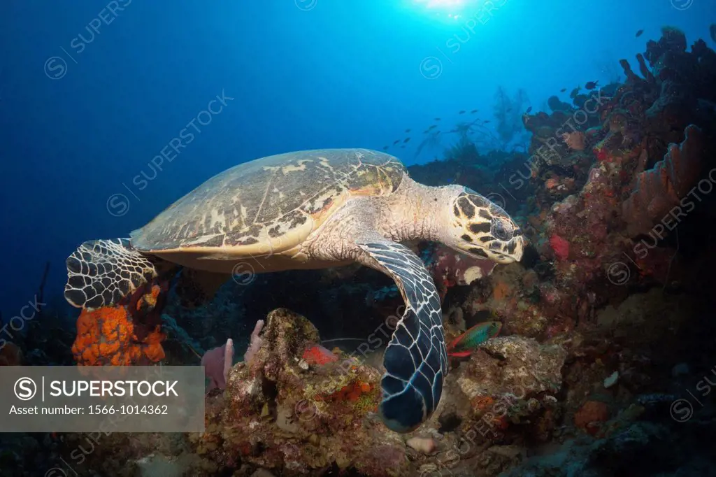 Hawksbill Turtle, Eretmochelys imbriocota, Caribbean Sea, Dominica