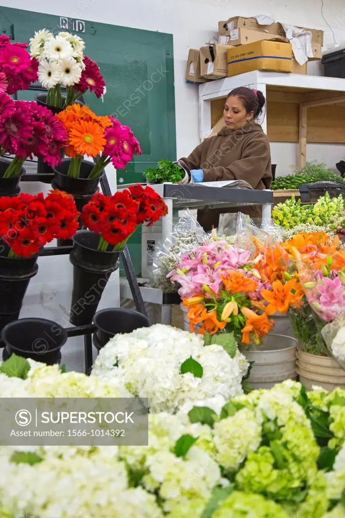 Los Angeles - A woman wraps flowers in Los Angeles´ flower market  Most flowers sold in the market are imported