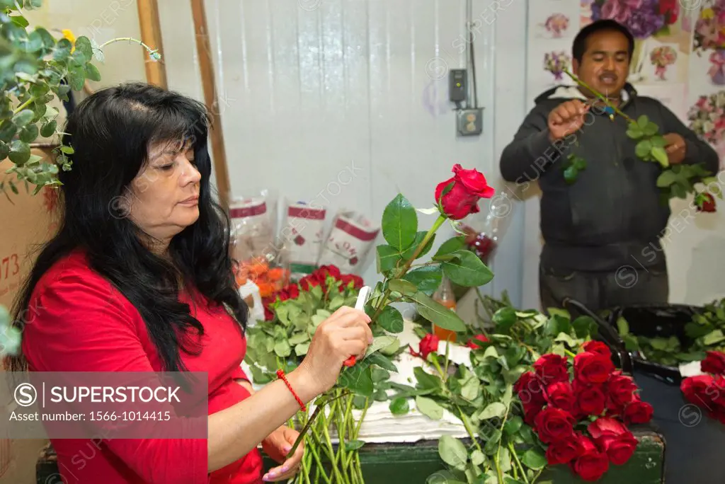 Los Angeles - A woman in Los Angeles´ flower market trims long-stemmed roses to remove leaves and thorns  Most flowers sold in the market are imported...