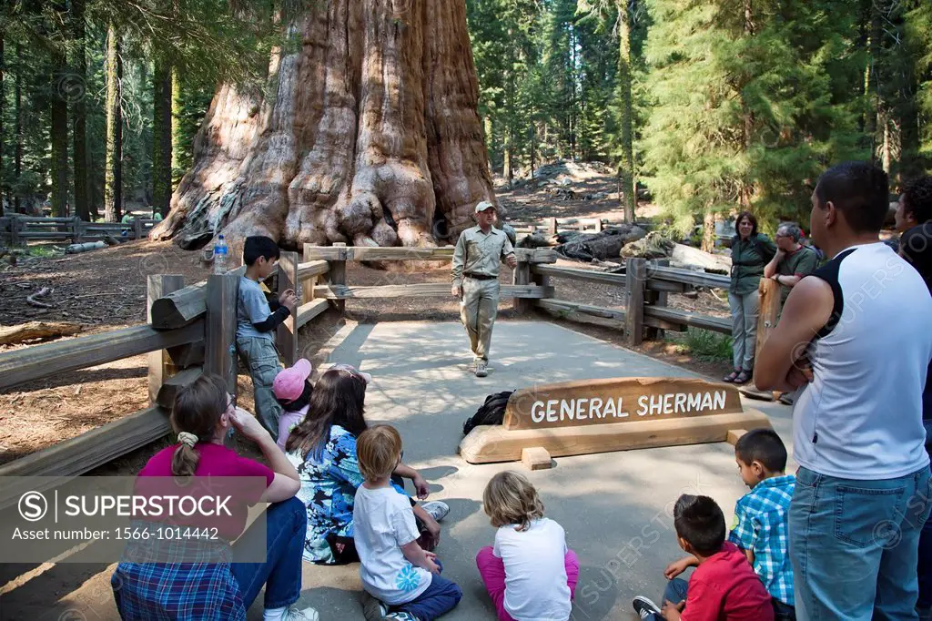 Sequoia National Park, California - A volunteer park ranger in Sequoia National Park talks to visitors about the General Sherman, the world´s largest ...