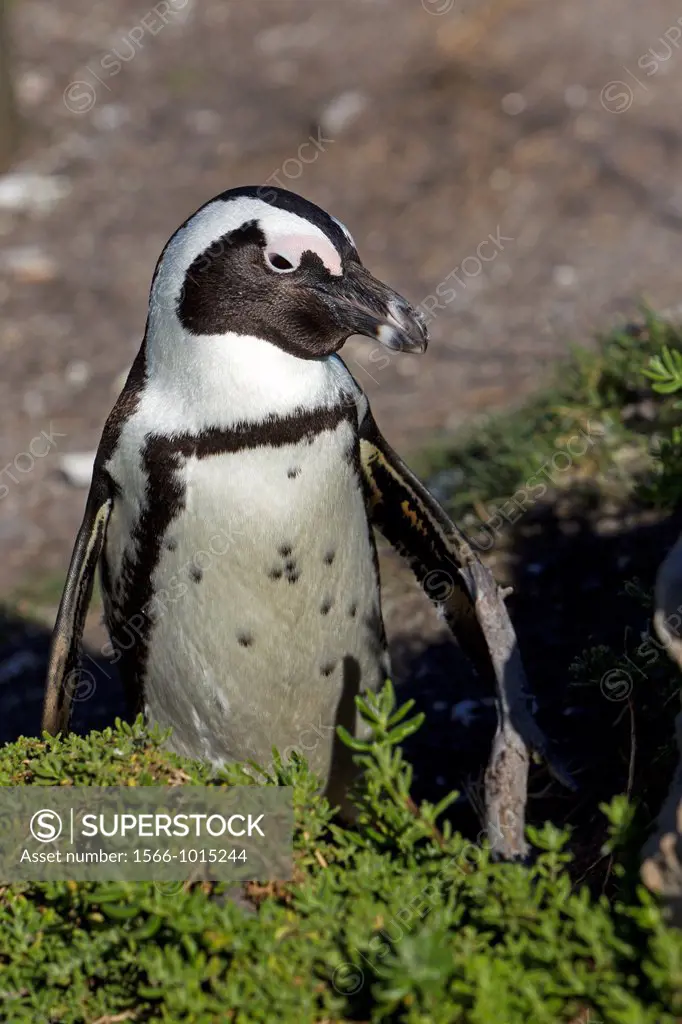 South Africa , Western Cape province , Betty´s Bay , Stony Point , African Penguin or Black-footed Penguin or Jackass Penguin Spheniscus demersus