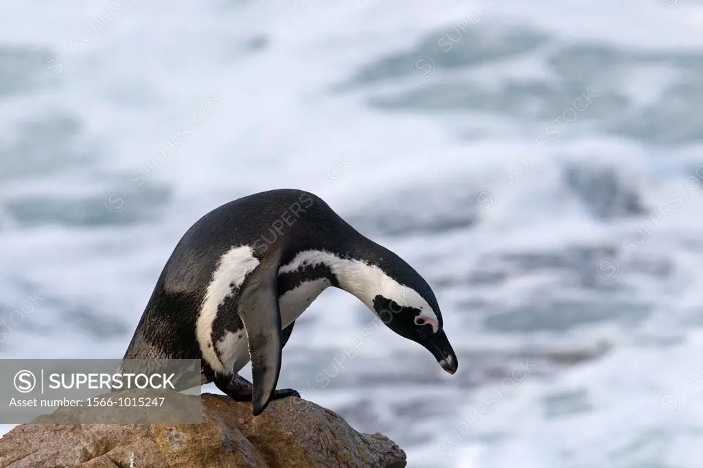 South Africa , Western Cape province , Betty´s Bay , Stony Point , African Penguin or Black-footed Penguin or Jackass Penguin Spheniscus demersus