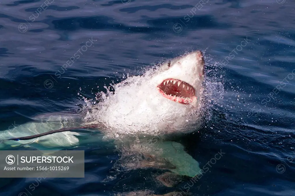 South Africa , Gansbaii , Dyer Island ,great white shark  Carcharodon carcharias  attracted with food