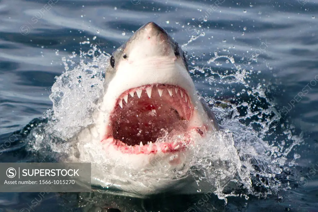 South Africa , Gansbaii , Dyer Island ,great white shark  Carcharodon carcharias  attracted with food.