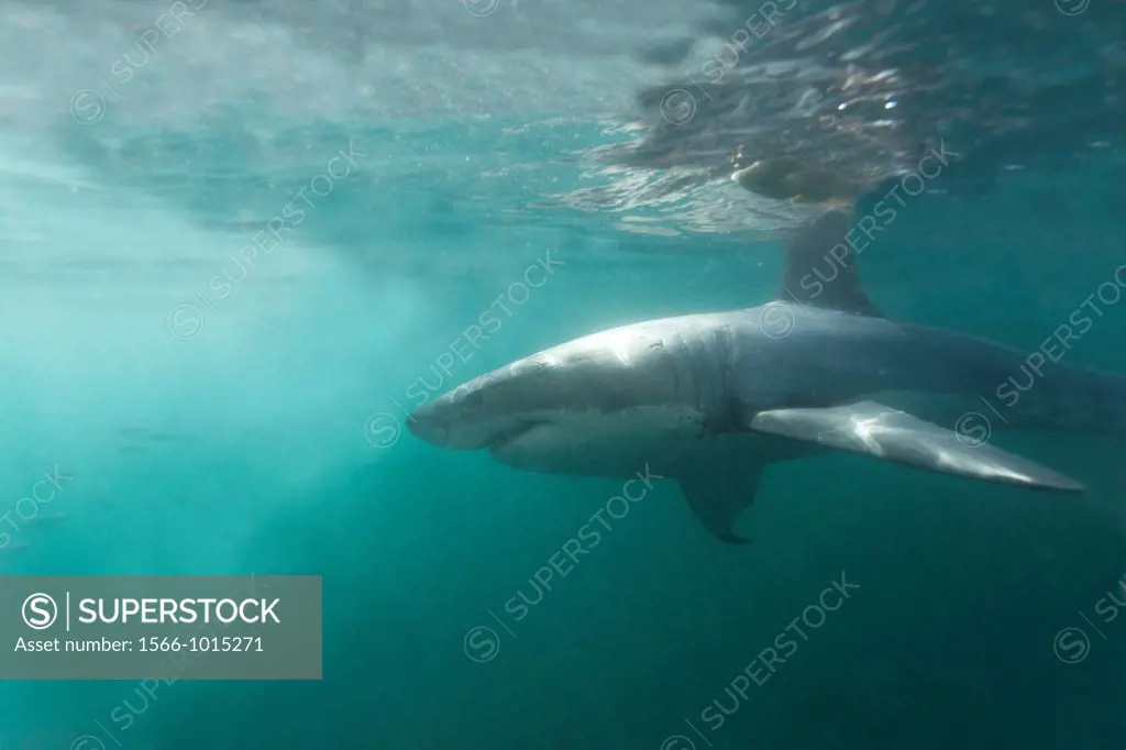 South Africa , Gansbaii , Dyer Island ,great white shark  Carcharodon carcharias  attracted with food