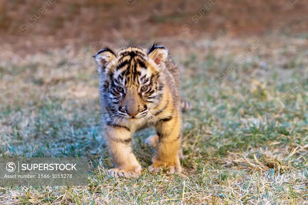 South Africa ,Bloemfontein , Cheetah Experience center , Baby Asian  Bengal  Tiger Panthera tigris tigris , captive.
