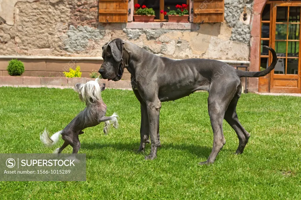 France , Bas-Rhin , Thanville , Great Dane or German Mastiff or Danish Hound  and Chinese Crested Dog.