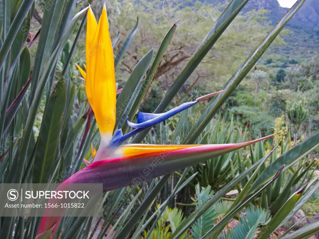 South Africa , Western Cape province , Cape Town , Kirstenbosch National Botanical Garden , Strelitzia, Crane Flower or Bird of Paradise Flower , Mand...