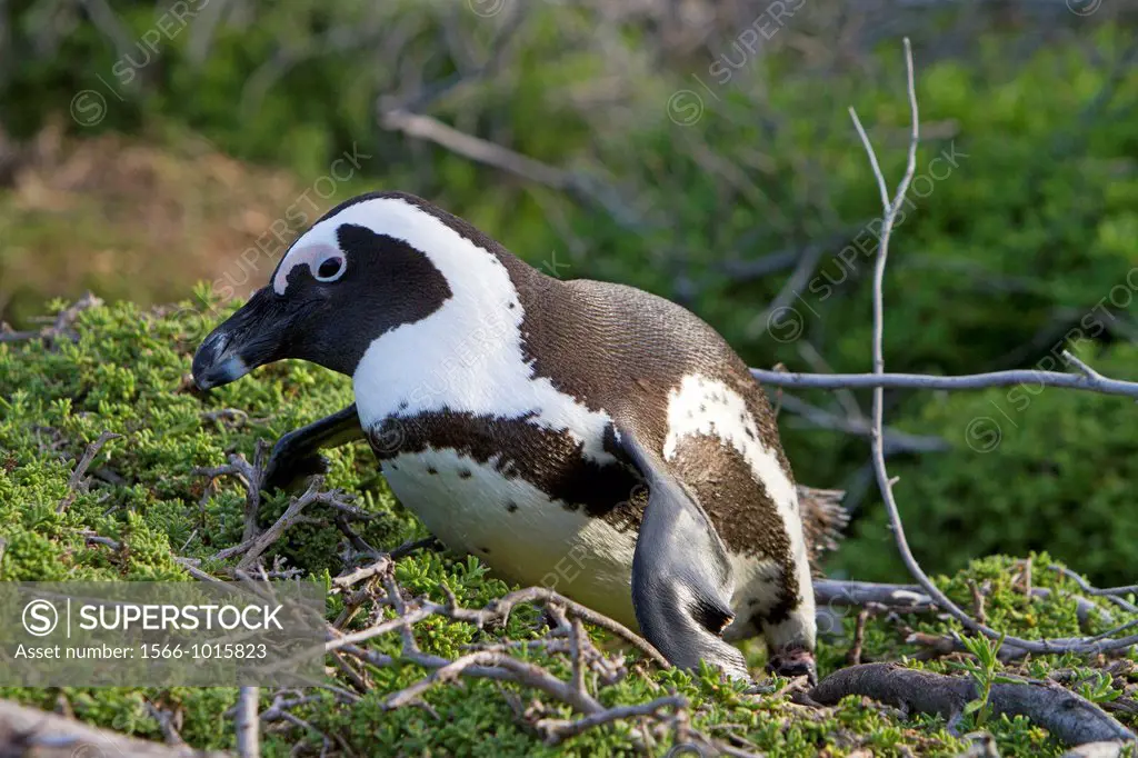 South Africa , Western Cape province , Betty´s Bay , Stony Point , African Penguin or Black-footed Penguin or Jackass Penguin Spheniscus demersus
