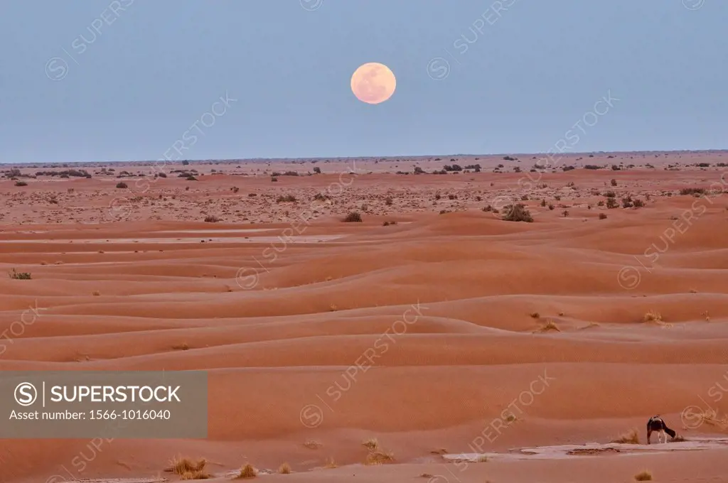 full moon over the Sahara Desert at Erg Chigaga, Morocco