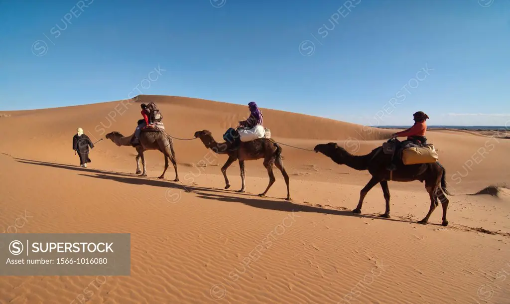 camel trekking in the Sahara at Erg Chebbi, Morocco