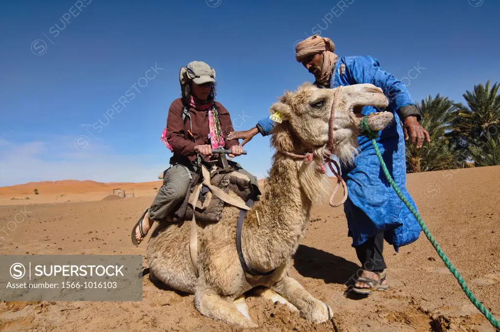 A Berber assists a tourist on a camel trek in the Sahara near Merzouga, Erg Chebbi, Morocco
