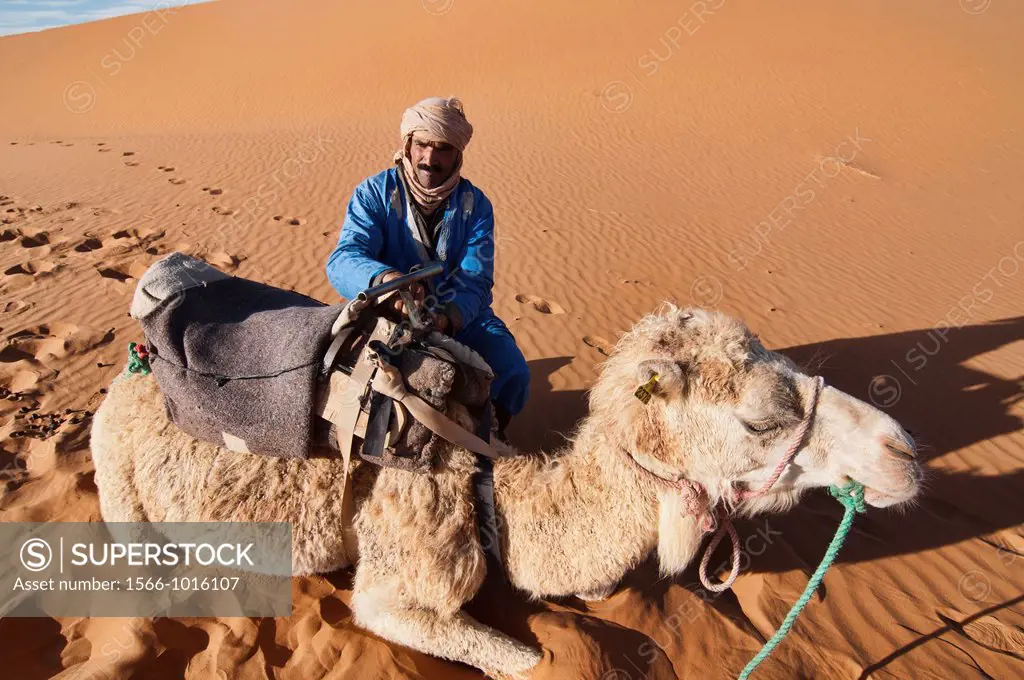 A Berber and his camel in the Sahara near Merzouga, Erg Chebbi, Morocco