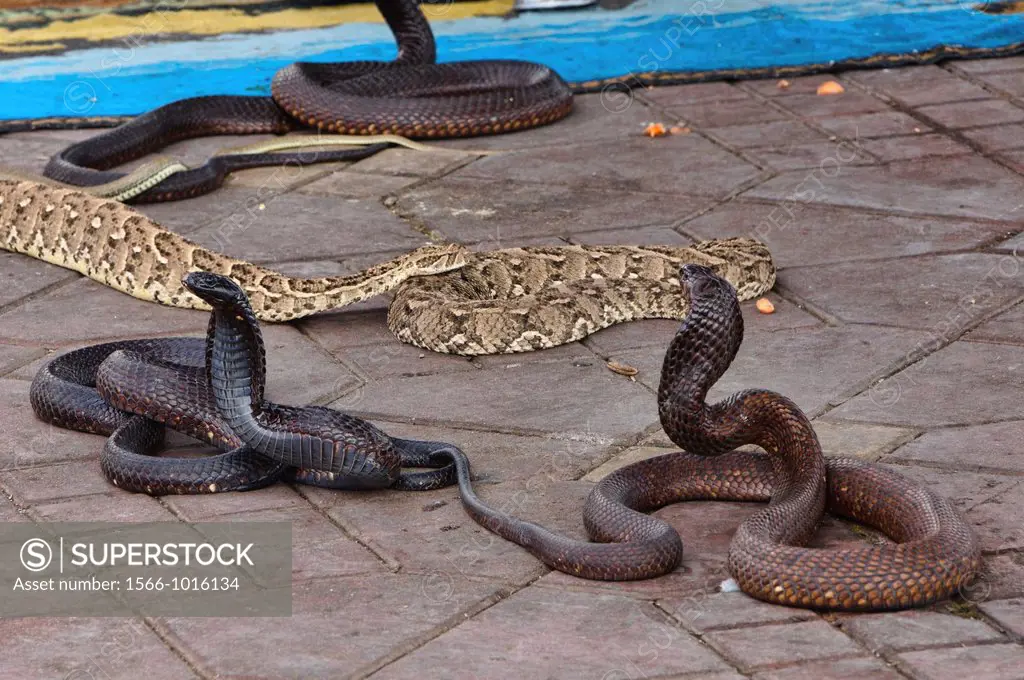 snakes performing at the Djemma el Fna in Marrakech, Morocco