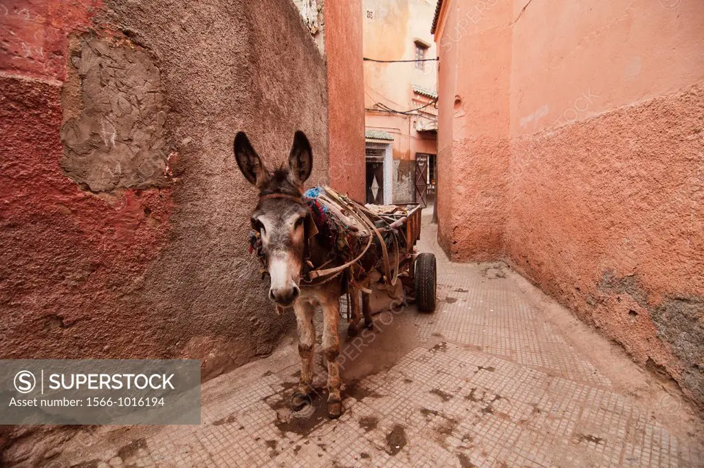 a donkey in the ancient medina in Marrakech, Morocco