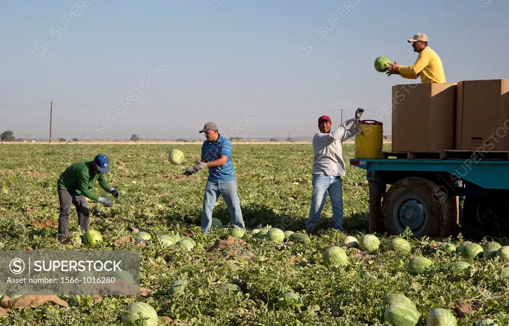 Di Giorgio, California - Mexican farmworkers harvest watermelons from a field in the San Joaquin Valley