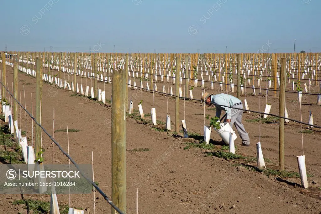 Di Giorgio, California - A Latino farmworker tends newly-planted grape vines in the San Joaquin Valley