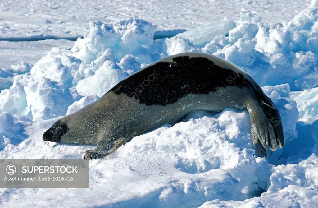 Harp Seal, pagophilus groenlandicus, Adult standing on Ice Floe, Magdalena Island in Canada