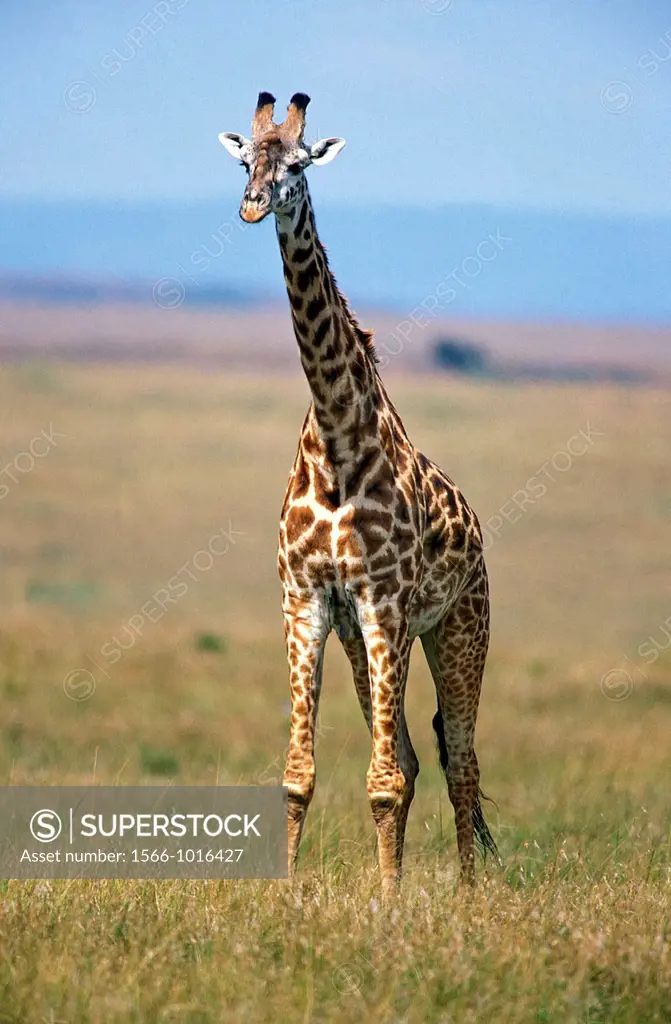 Masai Giraffe, giraffa camelopardalis tippelskirchi, Masai Mara Park in Kenya