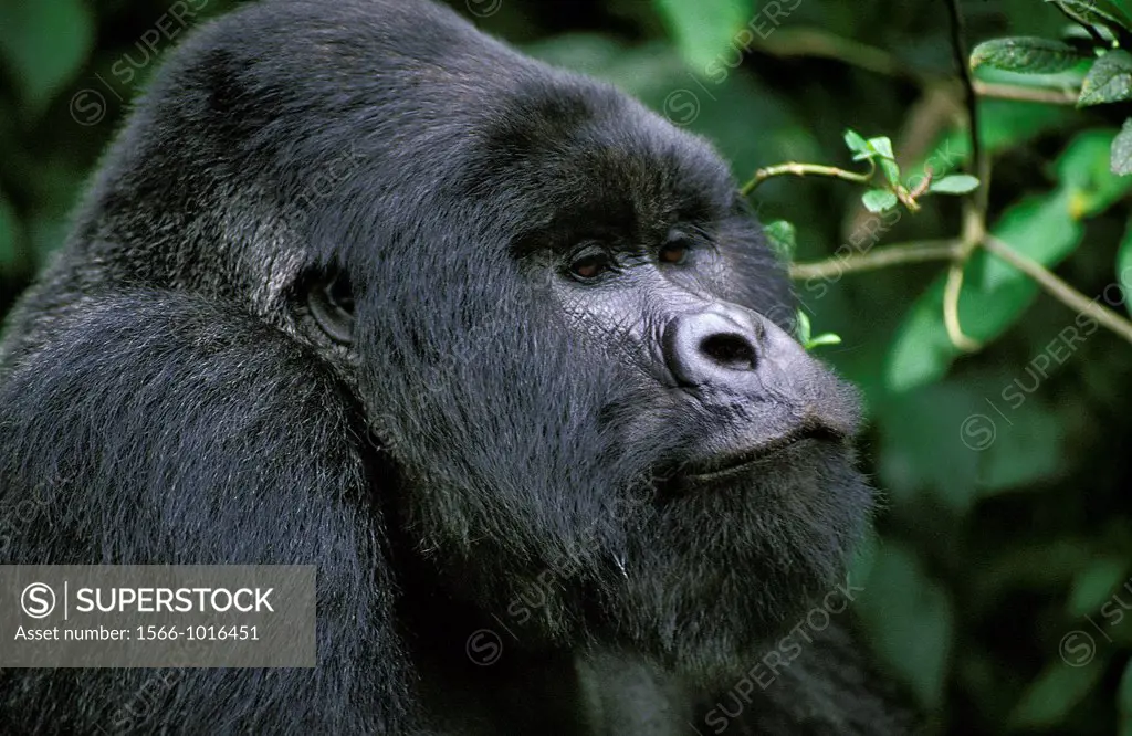 Mountain Gorilla, gorilla gorilla beringei, Portrait of Male, Virunga Park in Rwanda