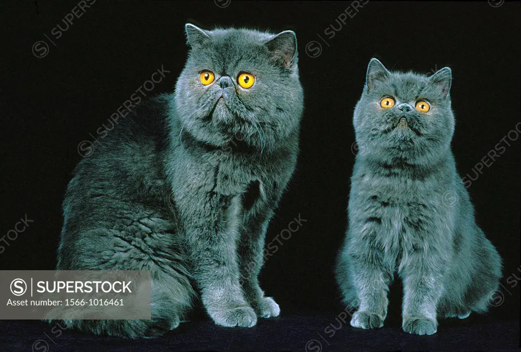 Exotic Shorthair Domestic Cat, Adults against Black background