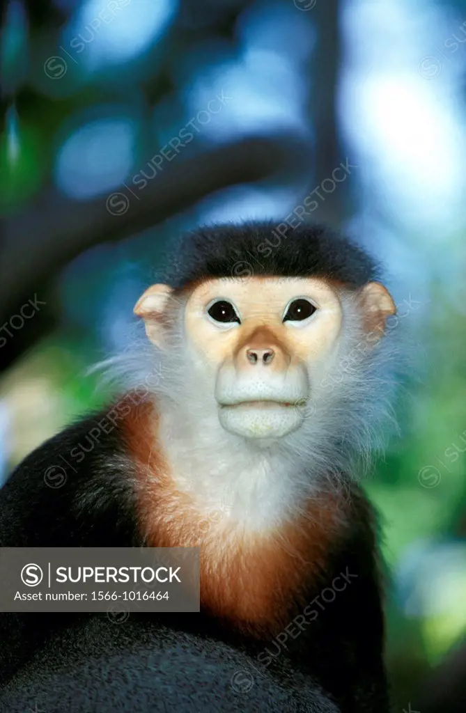 Douc Monkey, pygathrix nemaeus, Portrait of Adult