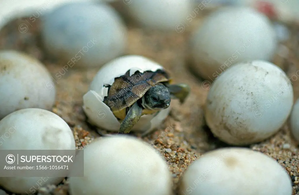 Hermann´s Tortoise, testudo hermanni, Baby Hatching from Egg