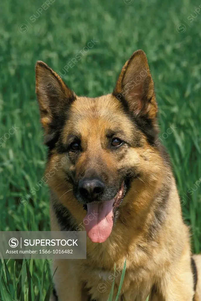 German Shepherd Dog, Portrait of Adult with Tongue out