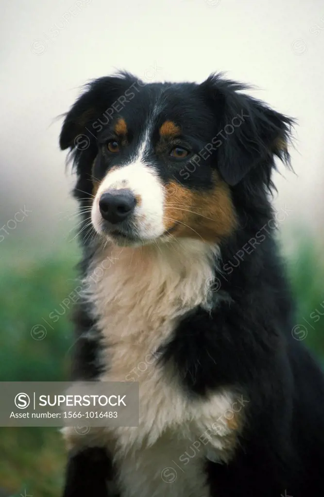 Australian Shepherd Dog, Portrait of Adult