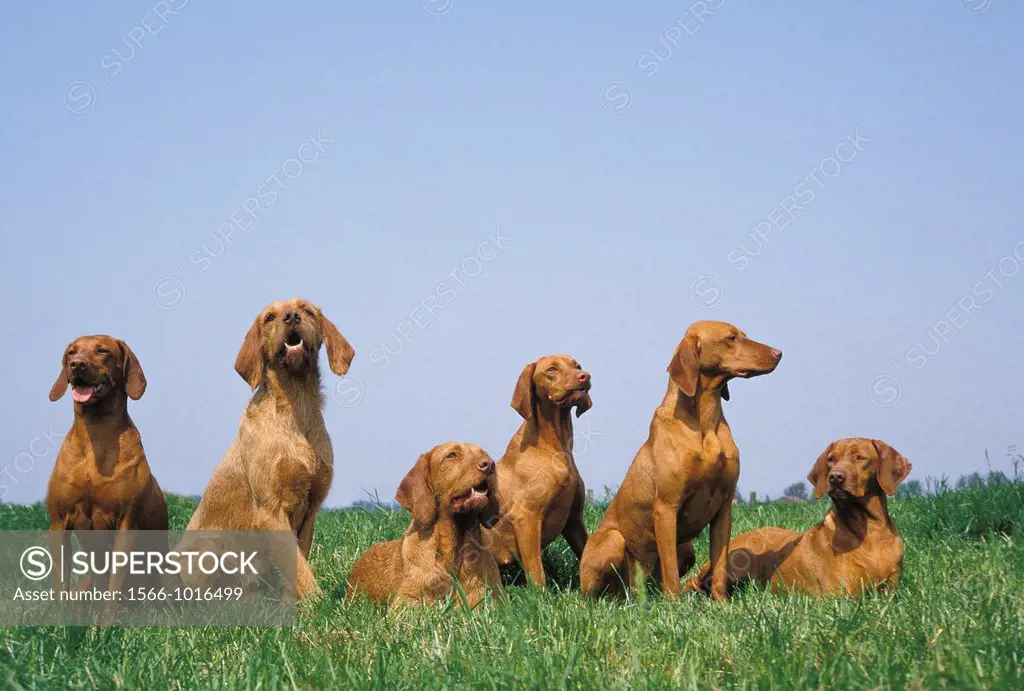 Hungarian Pointer or Vizsla Dog, Adults standing on Grass