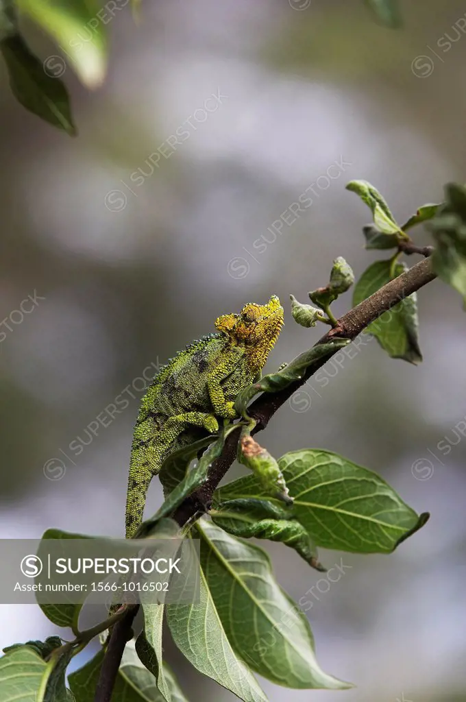 Jackson´s Chameleon or Three-horned Chameleon, chamaeleo jacksonii, Adult standing on Branch, Kenya